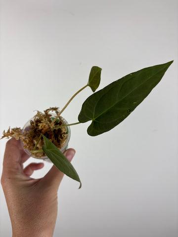 Anthurium legend x fort sherman 2