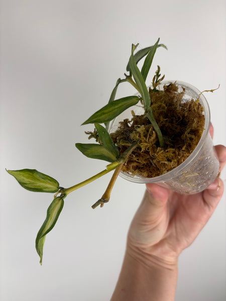 Hoya polyneura inner variegated full plant