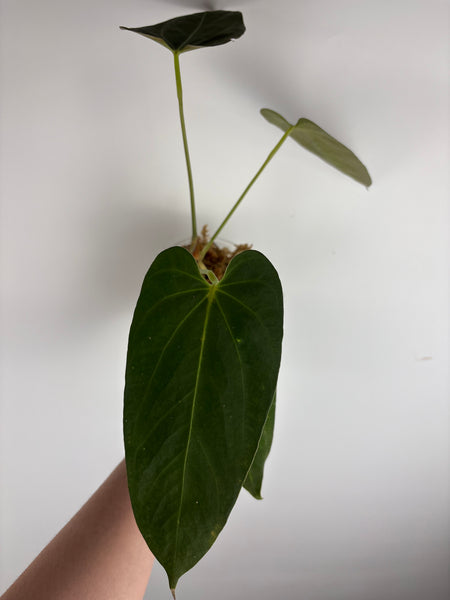 Anthurium bvit x blue papillilaminum