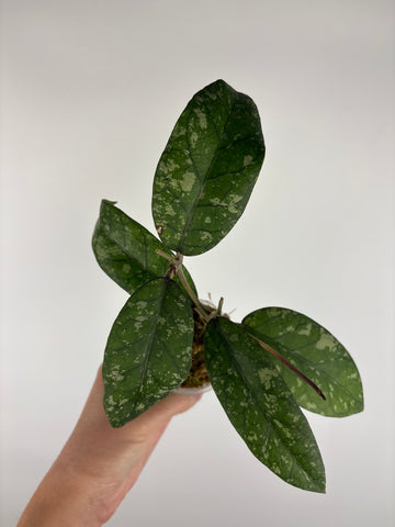 Hoya sp aceh gayo lues 4