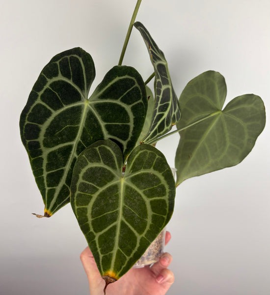 Anthurium clarinervium x  papillilaminum A