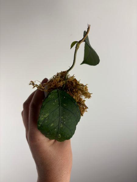 hoya Sp aceh omelet B