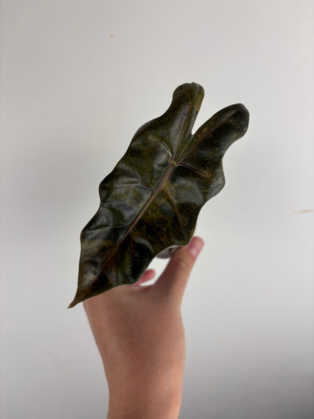 alocasia pseudo sanderiana bull aurea variegated