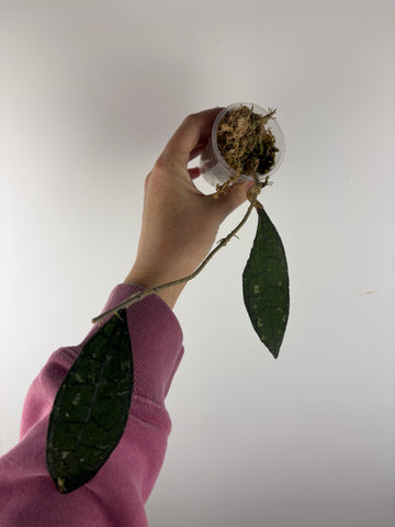 Hoya rundumensis splash 1