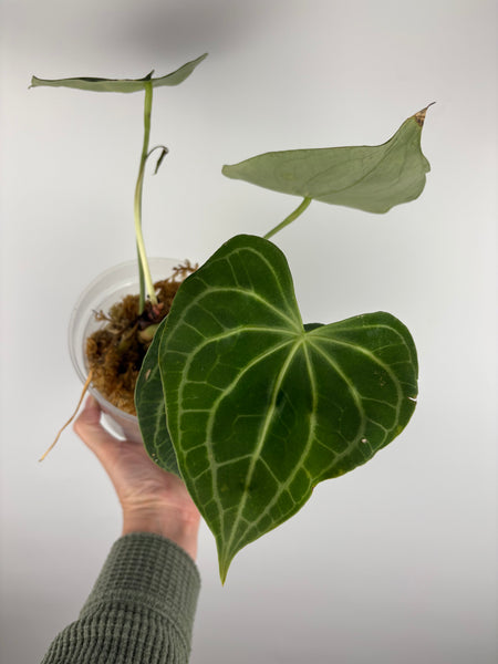 Anthurium white spider 1