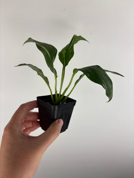 spathiphyllum variegated