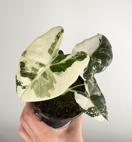 Alocasia Frydek Variegata 4 inch