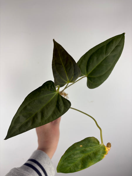 Anthurium BVIT x black sweet B