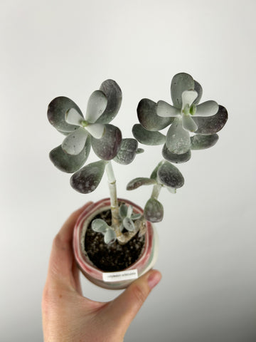 Cotyledon in ceramic pot with drainage. As is