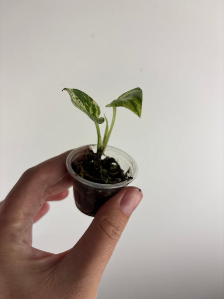 Epipremnum Pinnatum Marble Queen