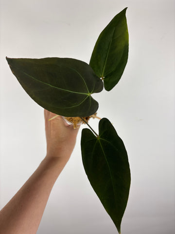 Anthurium blue papi x aos 2