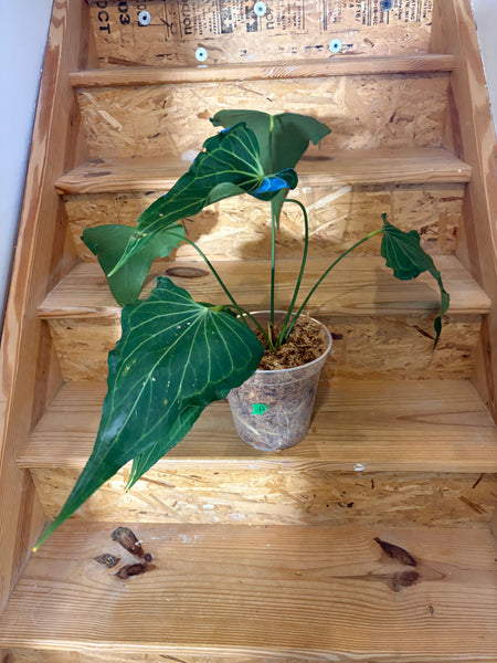 Anthurium delta force (Thailand) A - huge plant