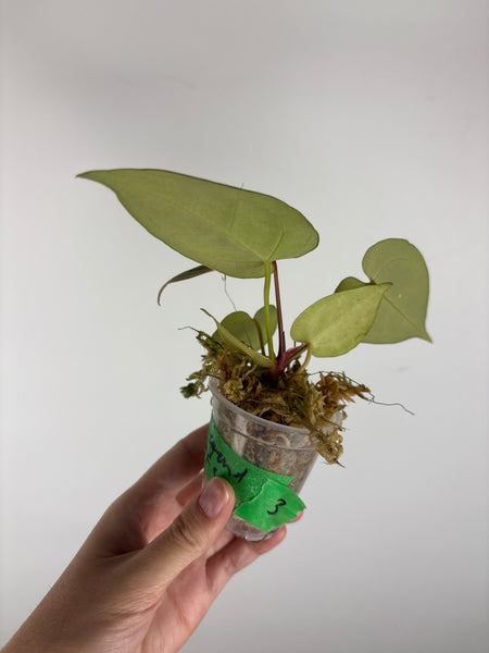 Anthurium legend x fort sherman 3