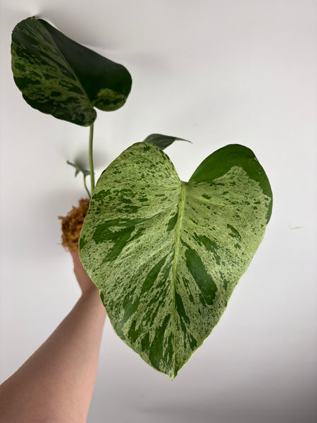 Monstera vietciosa (Thailand) C