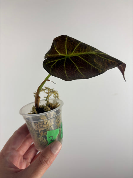 Alocasia regal aurea baby 2
