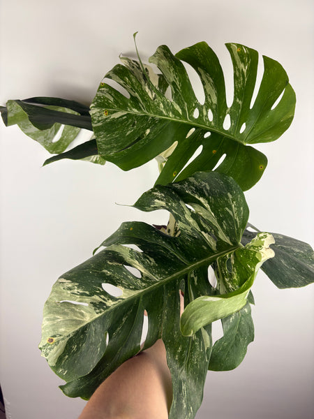 Monstera albo 9