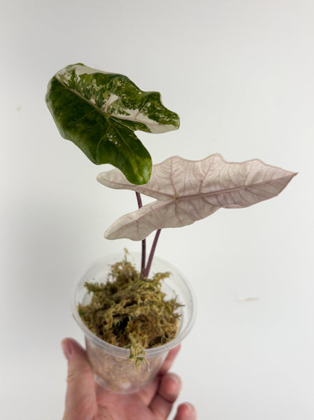 Alocasia pseudo sanderiana pink variegated A