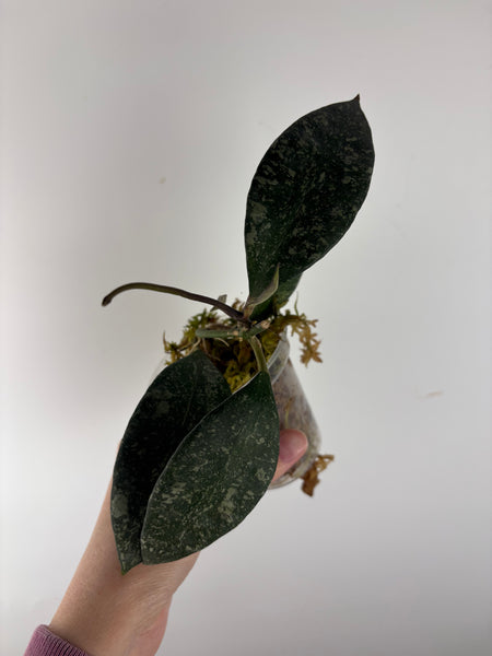 Hoya rundumensis splash