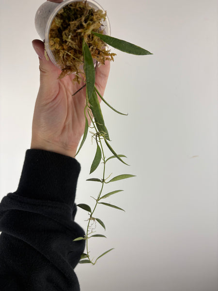 hoya tsangii albomarginata B