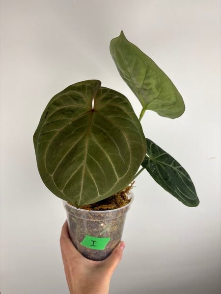 Anthurium king of spades I large