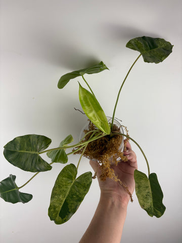Philodendron burle Marx x verde