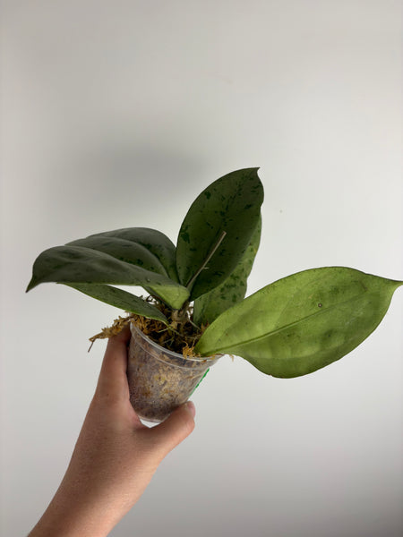 hoya crassipetiolata silver from seed