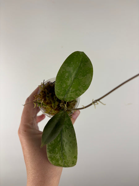 Hoya sp kalbar round leaf 1