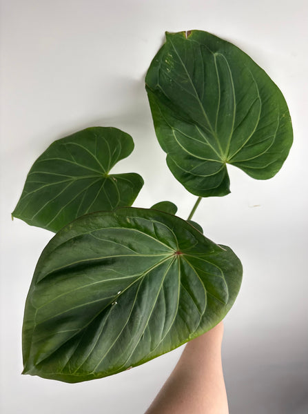 Anthurium king of spades E large