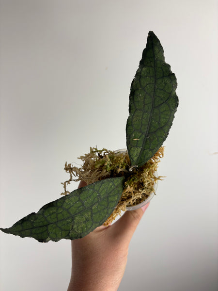 hoya clemensiorum black B