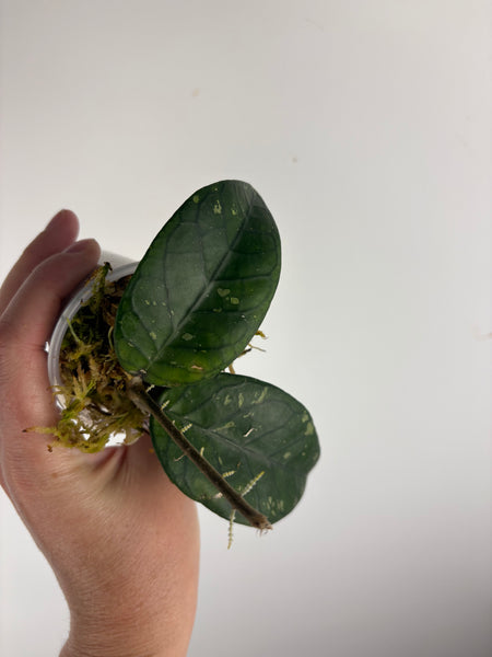 Hoya dragon heart C