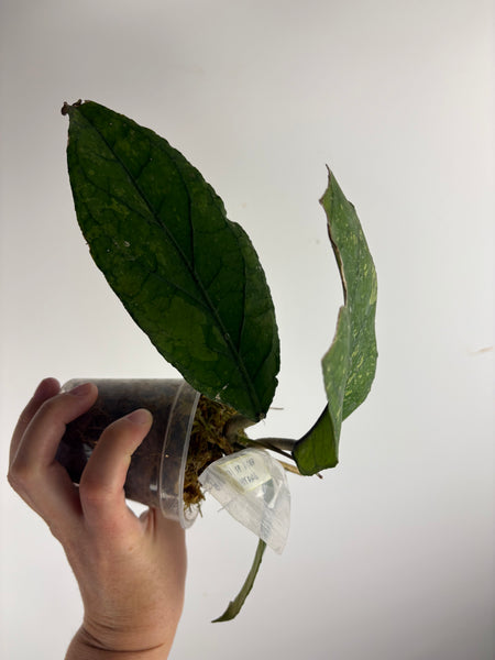 Hoya sp aceh tamiang A2