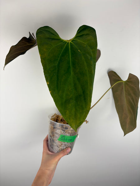 Anthurium Fort Sherman flat red