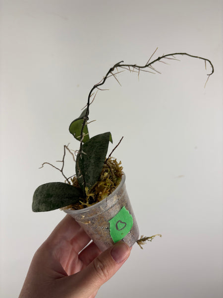 hoya flagellata silver B