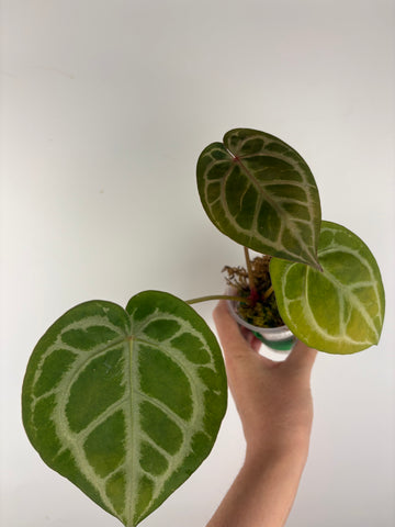 Anthurium silver blush x red crystal 8