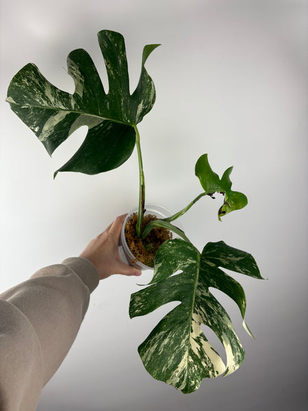 Monstera albo 4