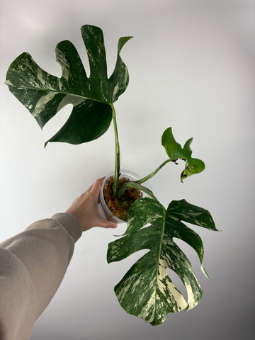 Monstera albo 4
