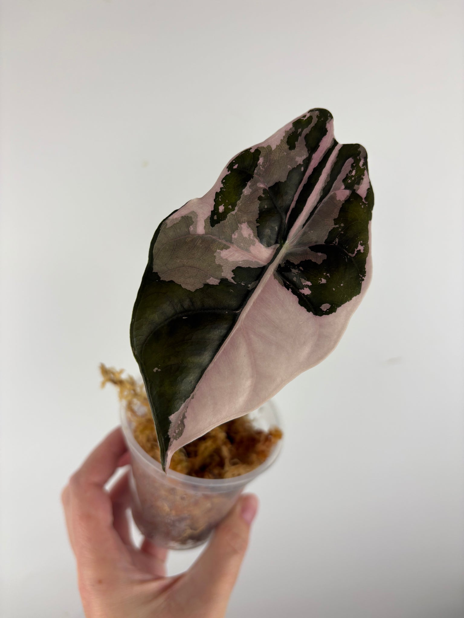 Alocasia chantrieri pink variegated A