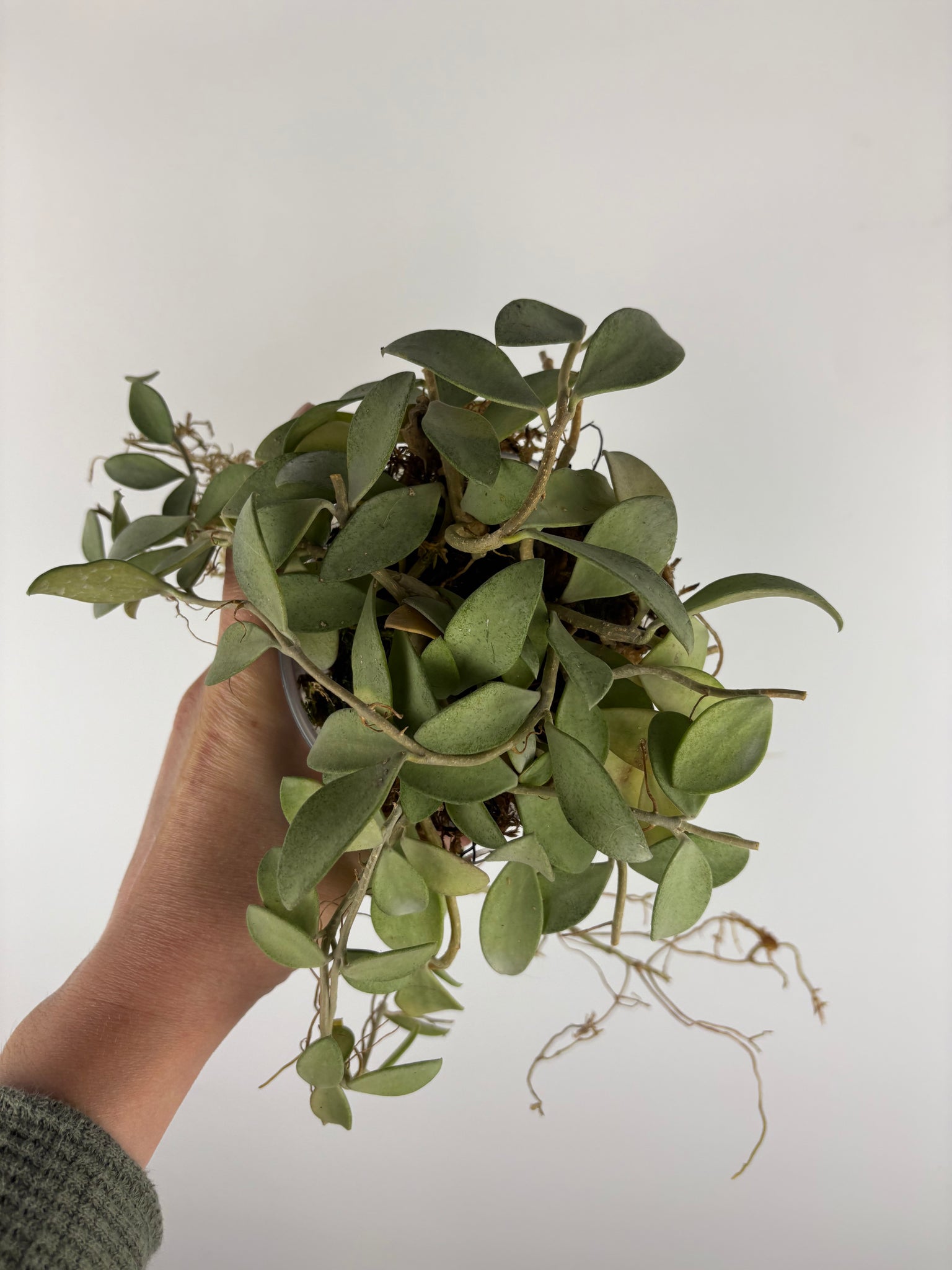 hoya nummularioides silver