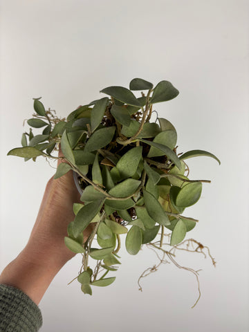 hoya nummularioides silver