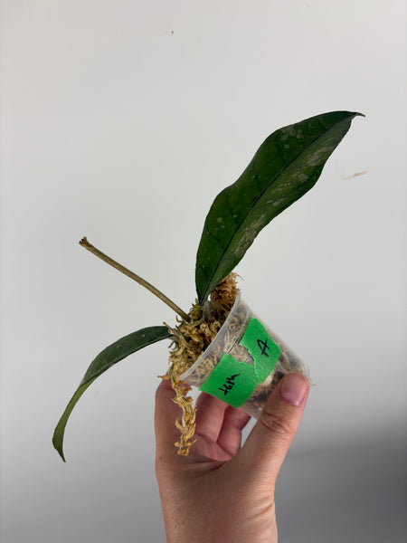 Hoya sp aceh tamiang A