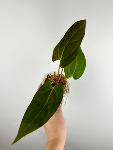 Anthurium Blue papillilaminum x rojo D