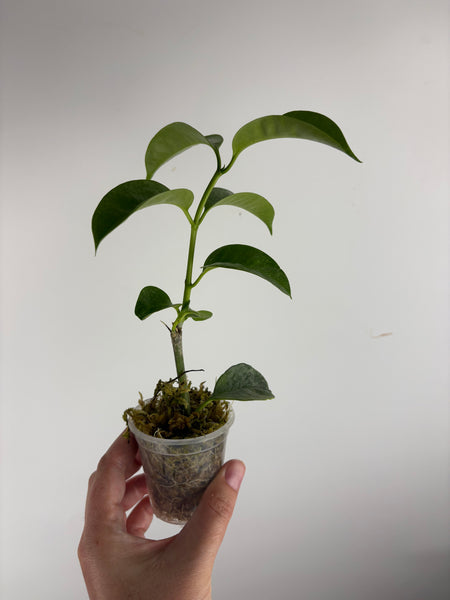 Hoya Multiflora wonderphil silver