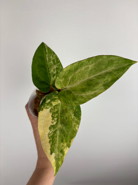 Anthurium papillilaminum variegated x Carlablackiae (Thailand) C