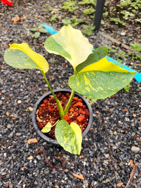 Monstera electro light (Thailand) unacclimated option 2