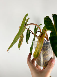 Philodendron billietiae variegated A