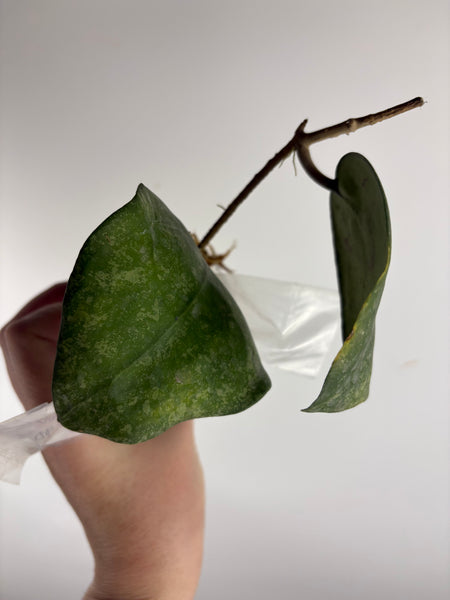 Hoya vertcillica sp tanggamus B