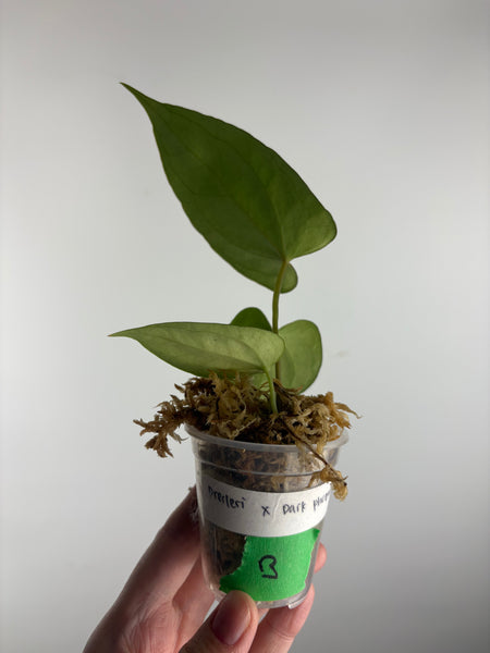 Anthurium dressleri x dark pheonix B