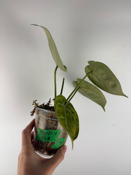 Anthurium silver blush x red crystal 7