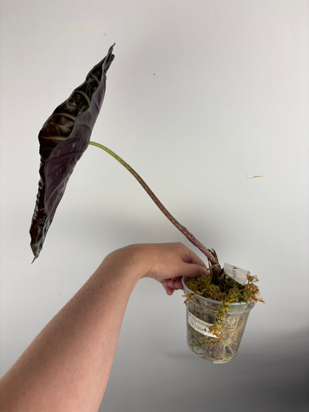 Alocasia suhirmaniana sp Sulawesi