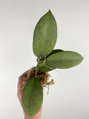 hoya menak sopal silver D